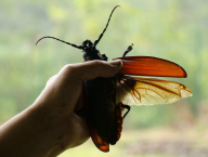 World's largest beetle: Titanus giganteus (Coleoptera: Cerambycidae; French Guiana)
